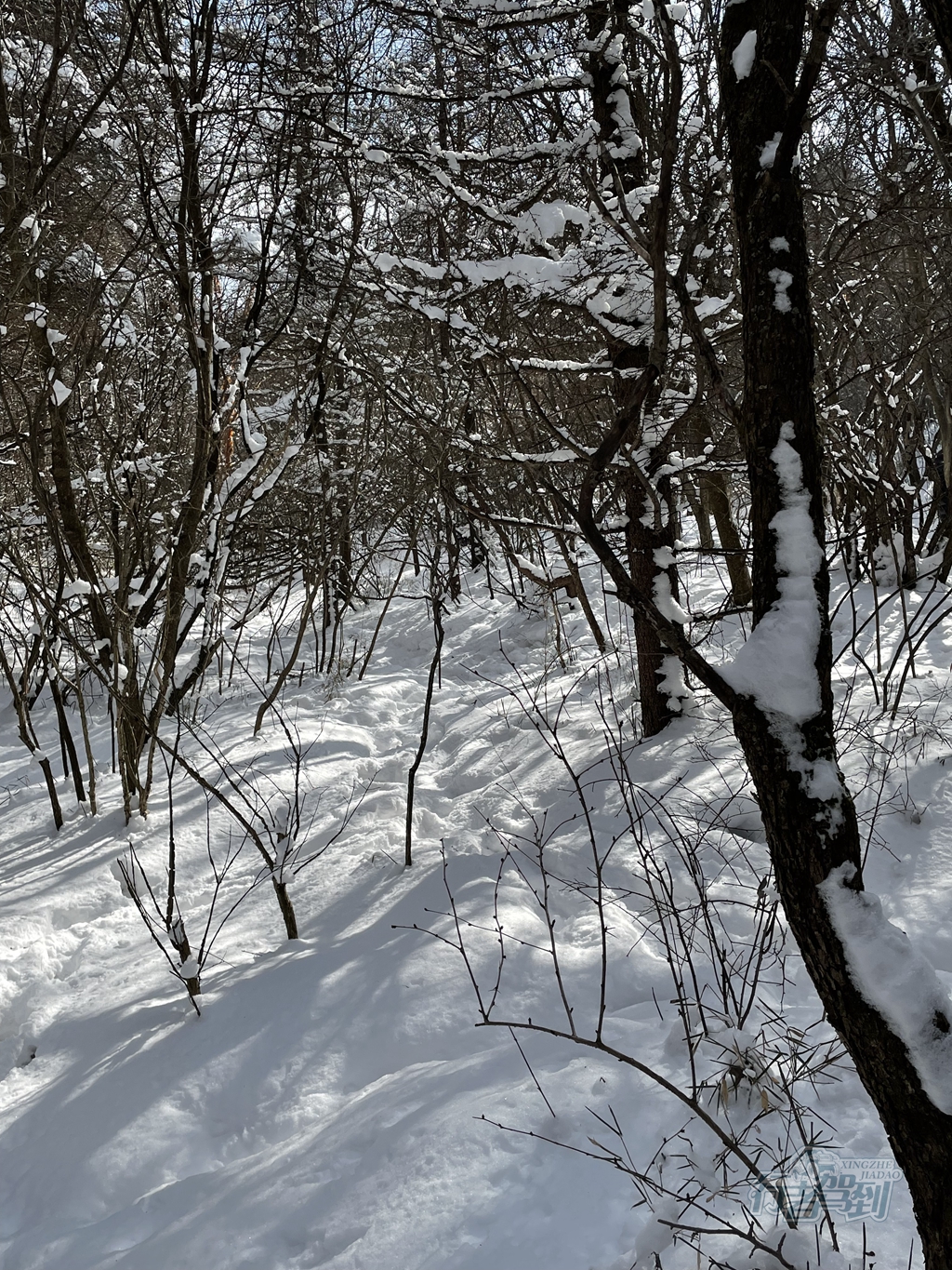 秦岭赏雪129